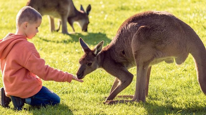 Los canguros. Curiosidades sobre este animal para contar a los niños