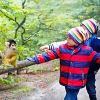 Los monos saimiri. Curiosidades sobre este divertido animal para los niños