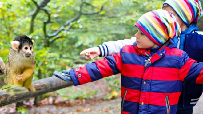 Los monos saimiri. Curiosidades sobre este divertido animal para los niños