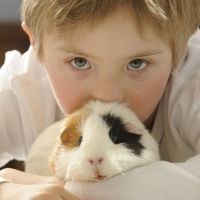 Las cobayas. Uno de los animales favoritos de los niños