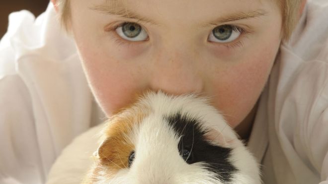 Las cobayas. Uno de los animales favoritos de los niños