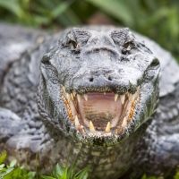 Los cocodrilos. Curiosidades sobre este animal para contar a los niños