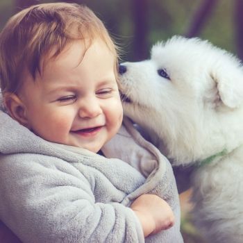 Los perros no son juguetes para los niños
