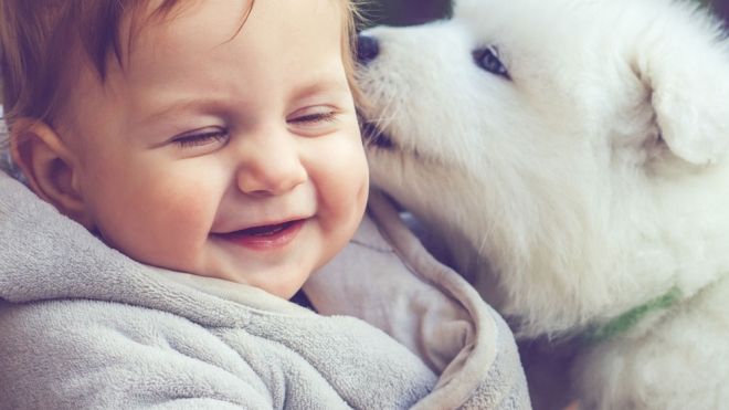 Los perros no son juguetes para los niños