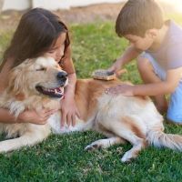 La responsabilidad de los niños con sus mascotas
