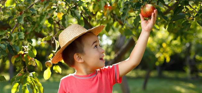 Frutas de otoño para niños, frutas de temporada