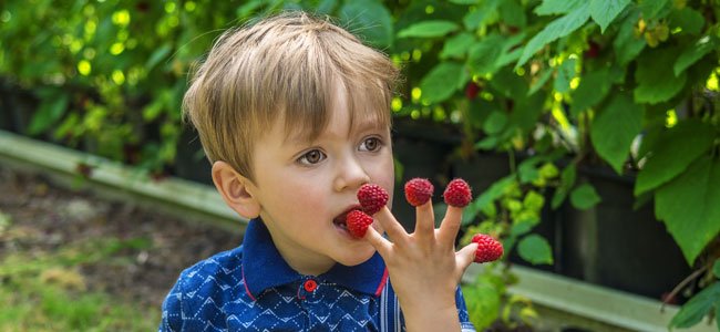 La vitamina K para niños y embarazadas Niño come frambuesas