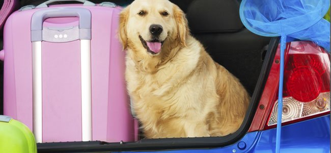 Viajar con mascotas en avión Viajar con mascotas en avión