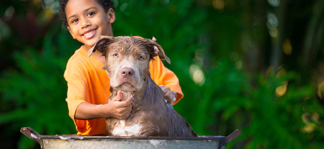 Cómo conseguir que el niño sea responsable con su mascota Cómo conseguir que el niño sea responsable con su mascota
