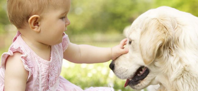 Ejecutable toxicidad Permanente Las razas de perro que mejor conviven con los niños