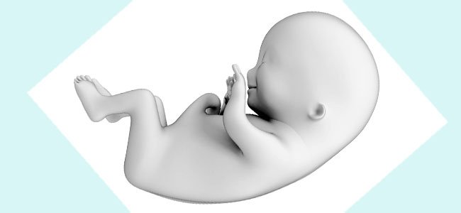 10 semanas de embarazo - Alas 10 Semanas De Embarazo Ya Se Mueve El Bebe