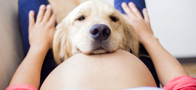 blanco Pantalones vertical Los beneficios de vivir con un perro durante el embarazo