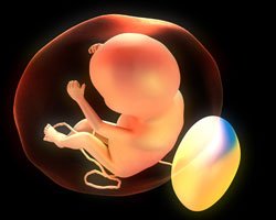 feto en la semana 18 de gestación feto en la semana 18 de gestación