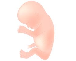 Tu bebé en la semana 13 de embarazo