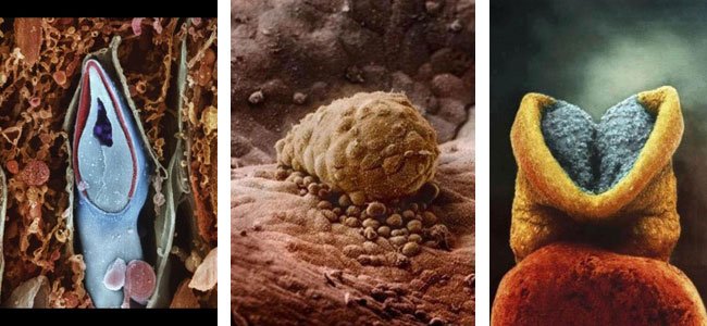 Embrión en sus primeros días Concepción