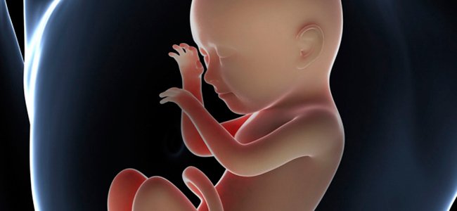 Bebe De 5 Meses De Gestacion En El Vientre - Consejos de Bebé
