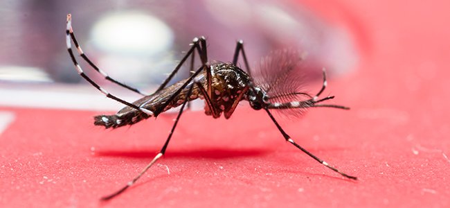 Países que no recomiendan embarazos por el Zika