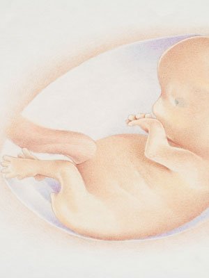 tercer mes de embarazo caracteristicas del feto