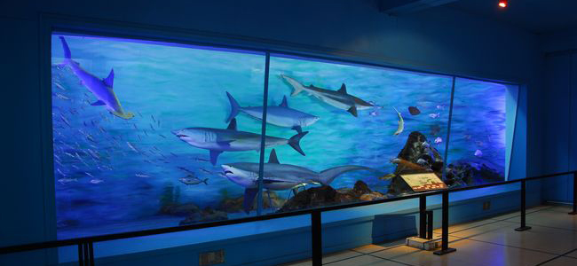 museos de ciencias naturales