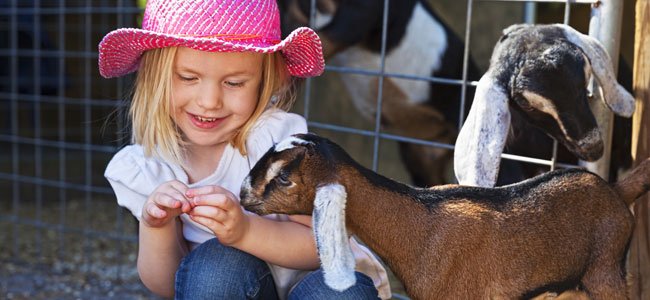 Bebé da de comer a una cabra