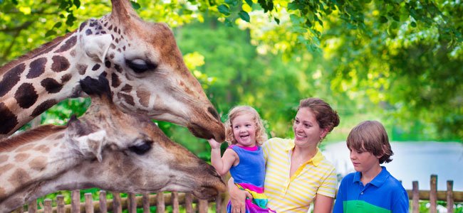 Vídeos de los animales favoritos de los niños Preguntas sobre los animales favoritos de los niños