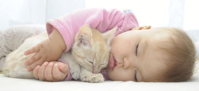 Intolerable Vadear rescate Bebés y gatos pueden convivir juntos?