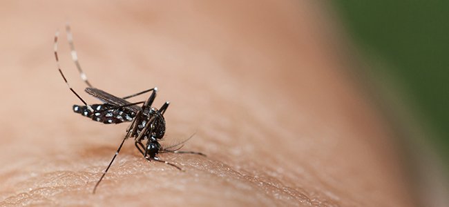 Como prevenir y curar la infección por zika virus Como prevenir y curar la infección por zika virus