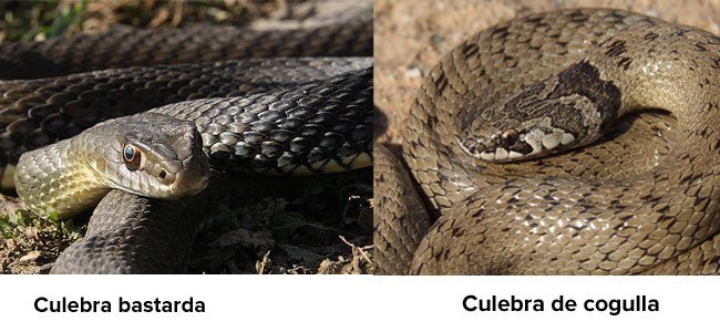 Culebras peligrosas Culebras peligrosas