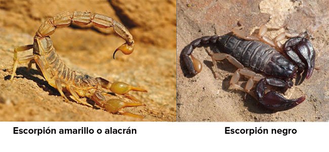 Escorpiones peligrosos para los niños Escorpiones peligrosos para los niños