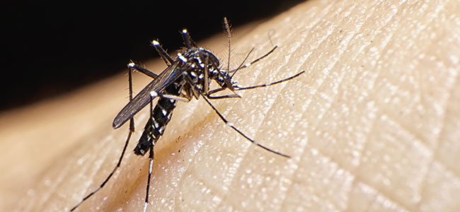 Virus del Zika. Principales dudas Mosquito del Zika escala