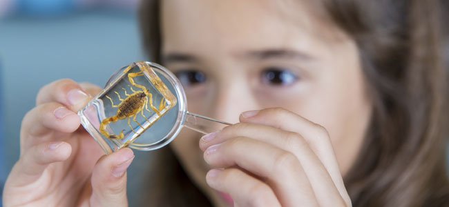 Los escorpiones más peligrosos para los niños Los escorpiones más peligrosos para los niños