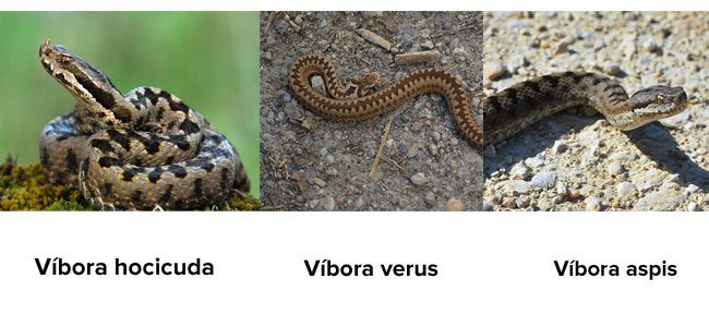 Víboras y niños Víboras y niños