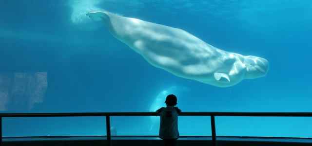 Niños que sueñan con ballenas Niños que sueñan con ballenas